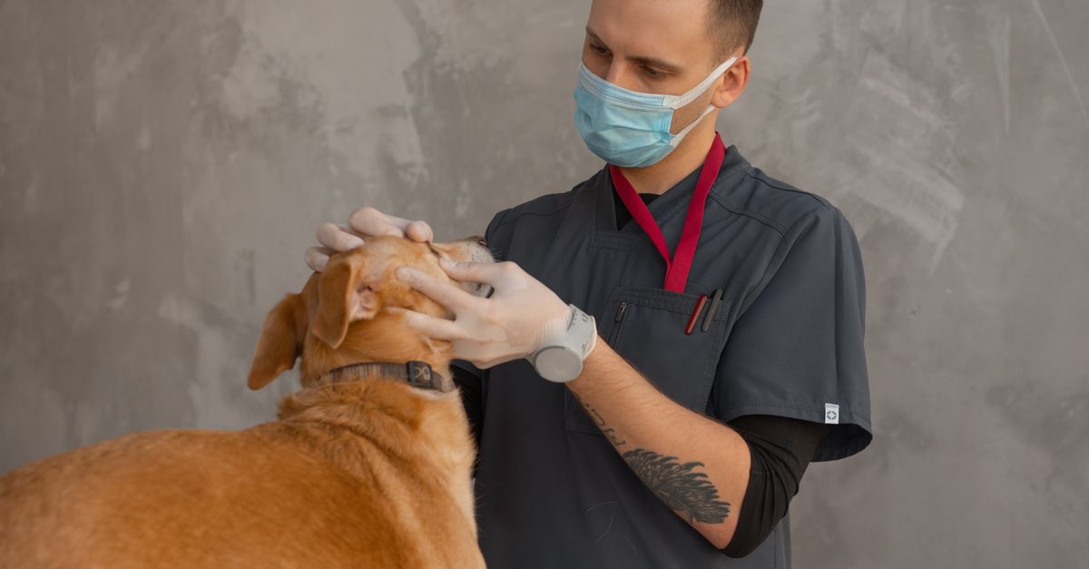 Veterinária e pet — InovAI