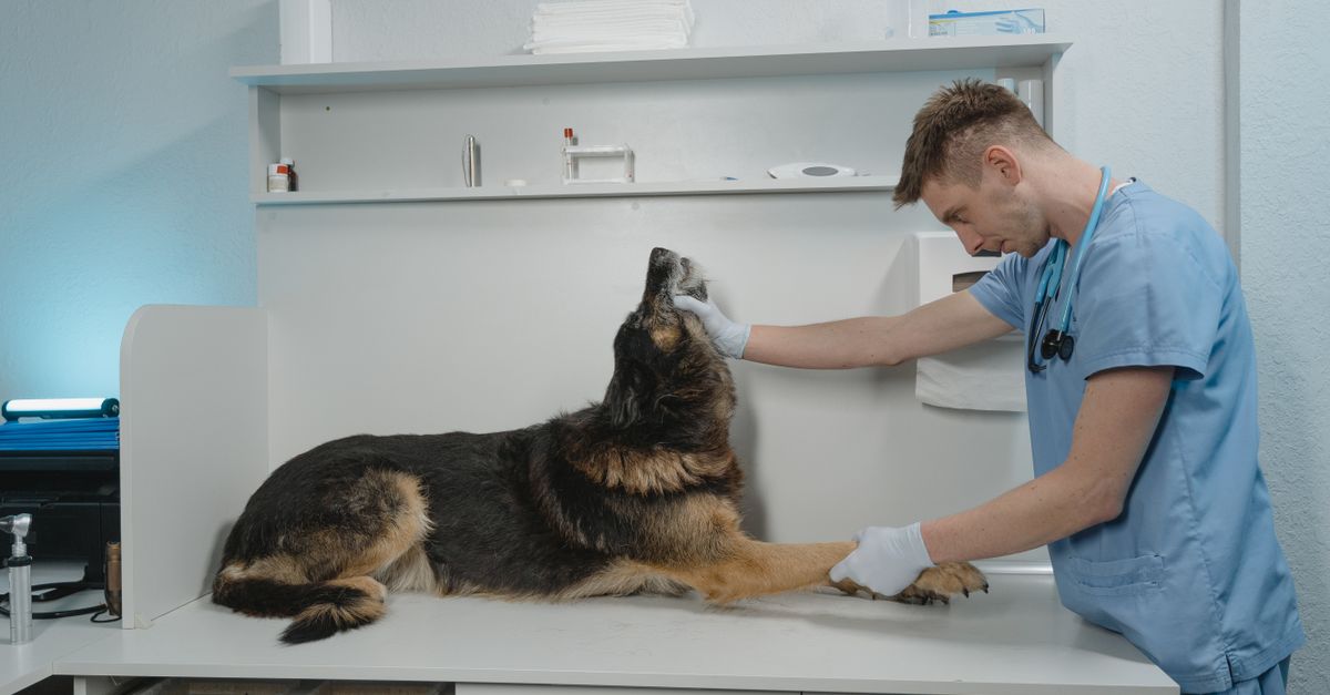 Veterinária e pet — InovAI