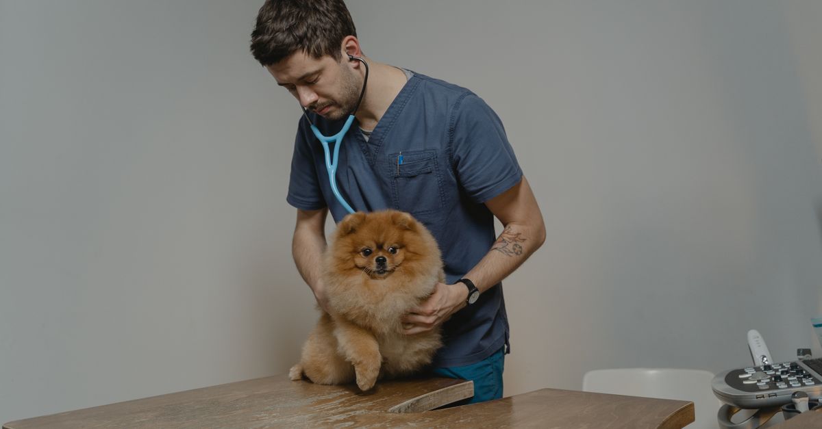 Veterinária e pet — InovAI