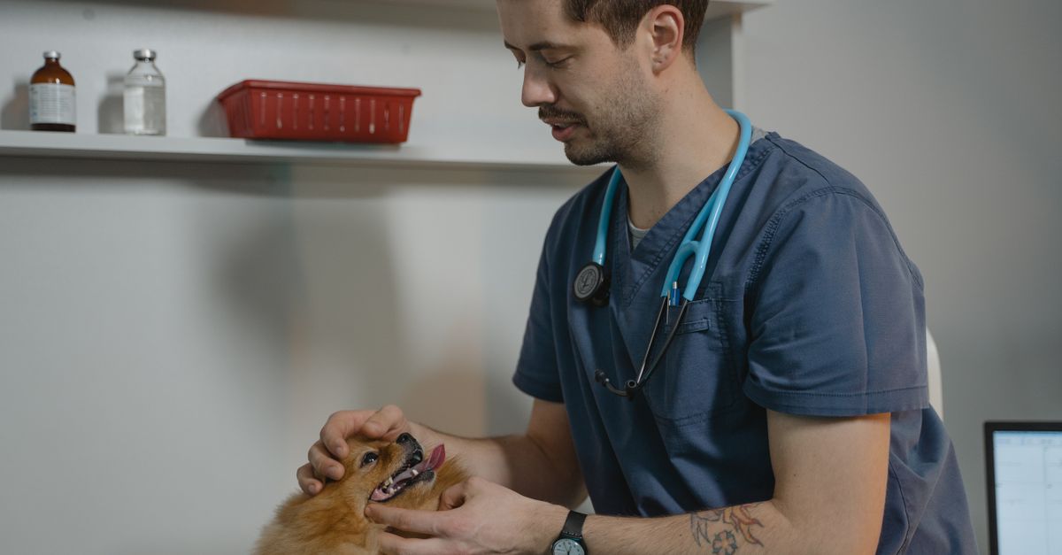 Veterinária e pet — InovAI