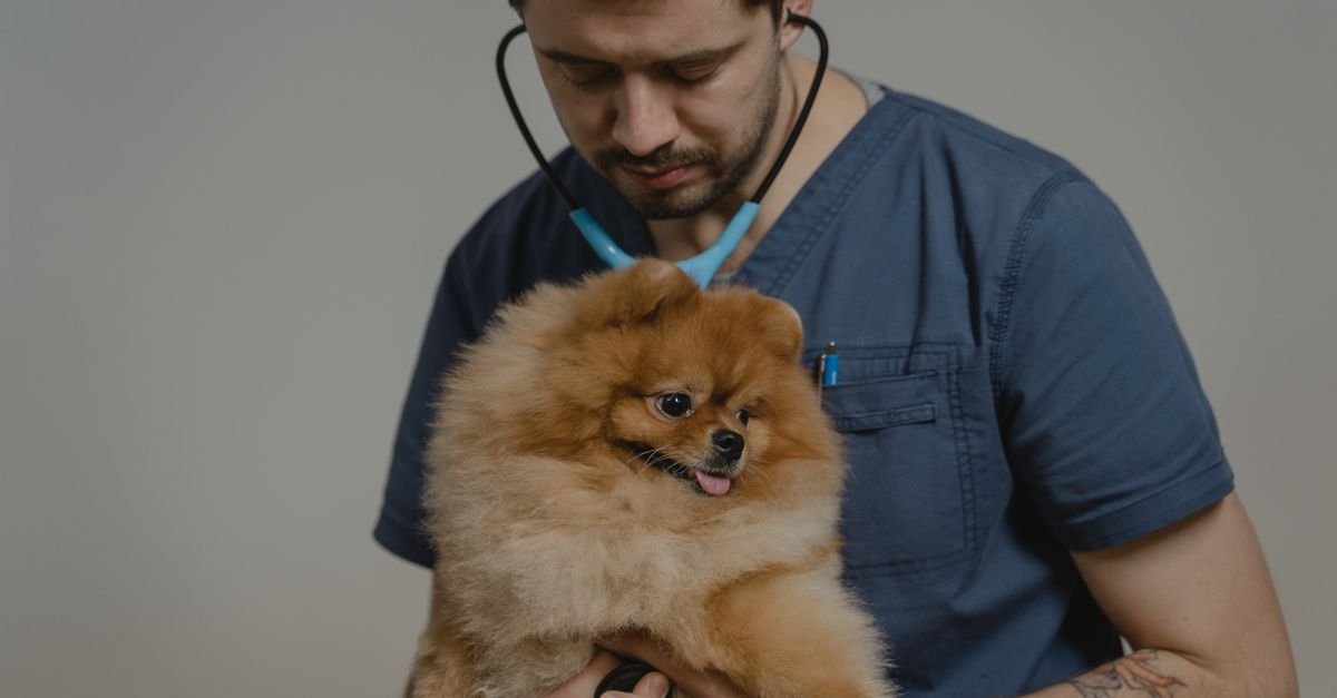 Veterinária e pet — InovAI