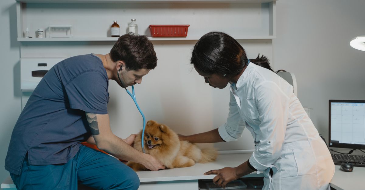 Veterinária e pet — InovAI